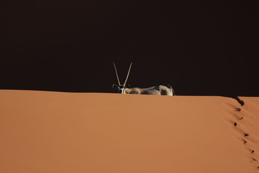 По волнам пустыни