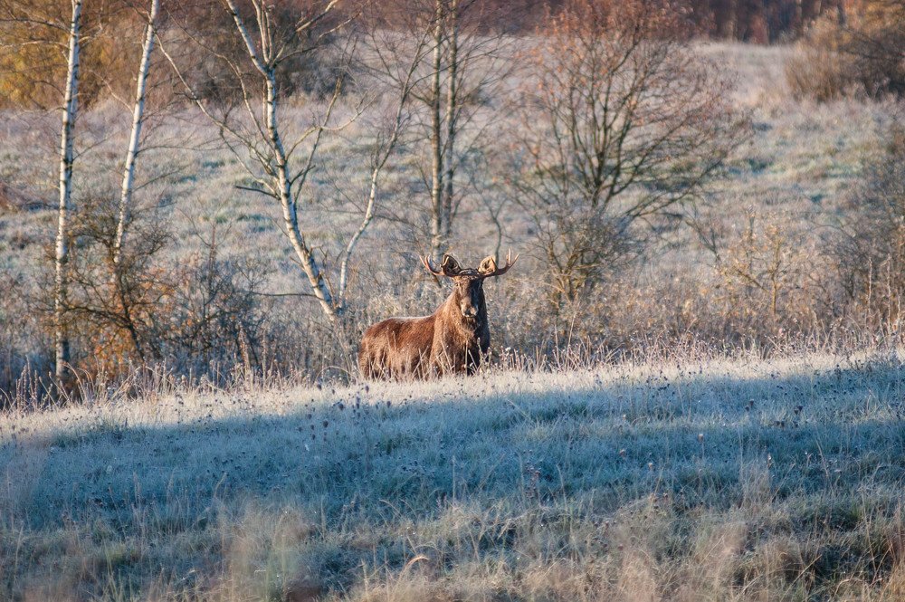 Первый иней