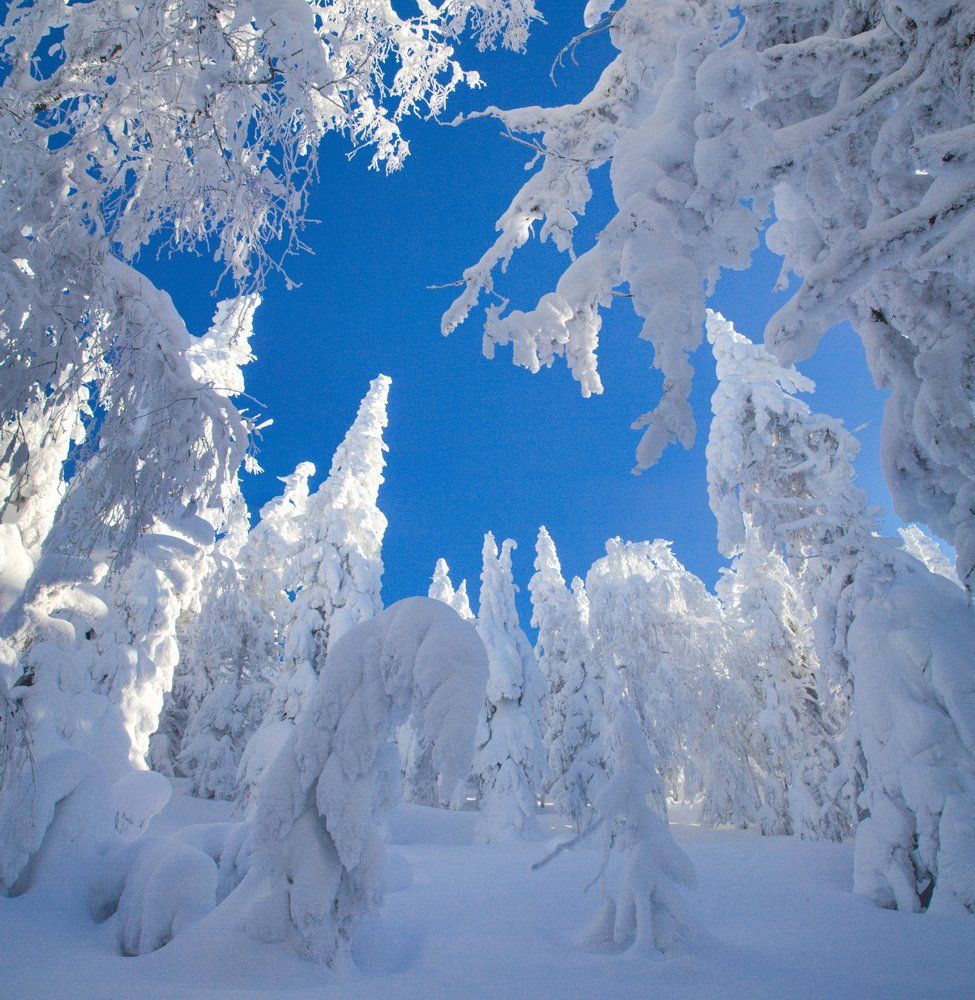 Зимнее кружево