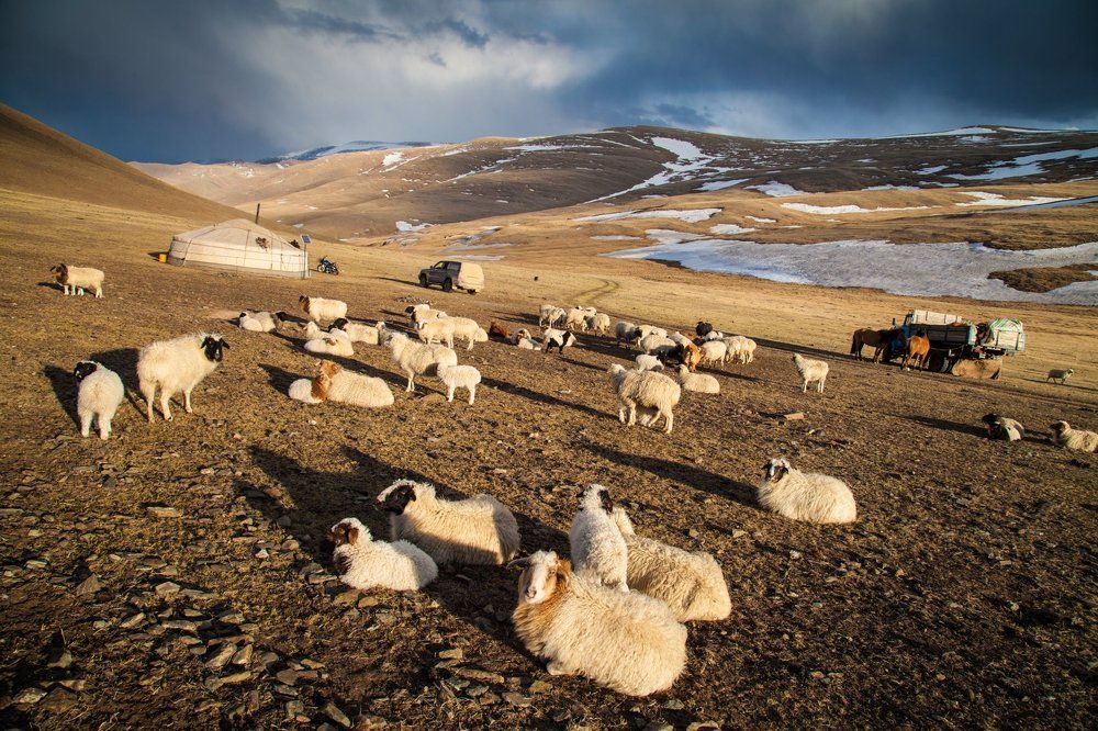 Монгольский быт