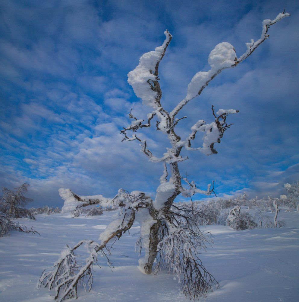 Каракатица