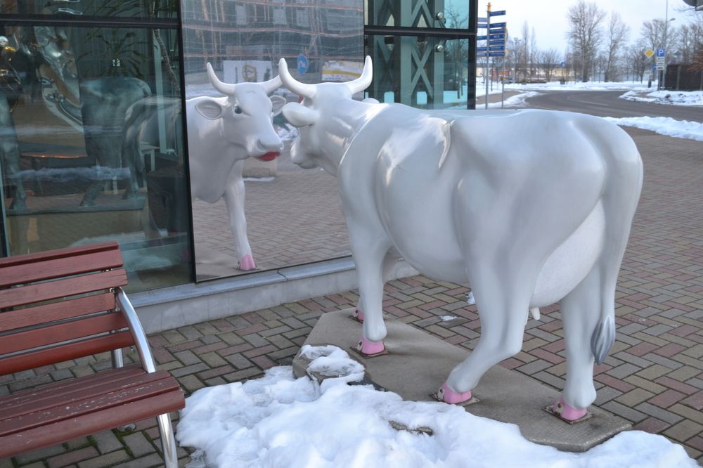 город коров