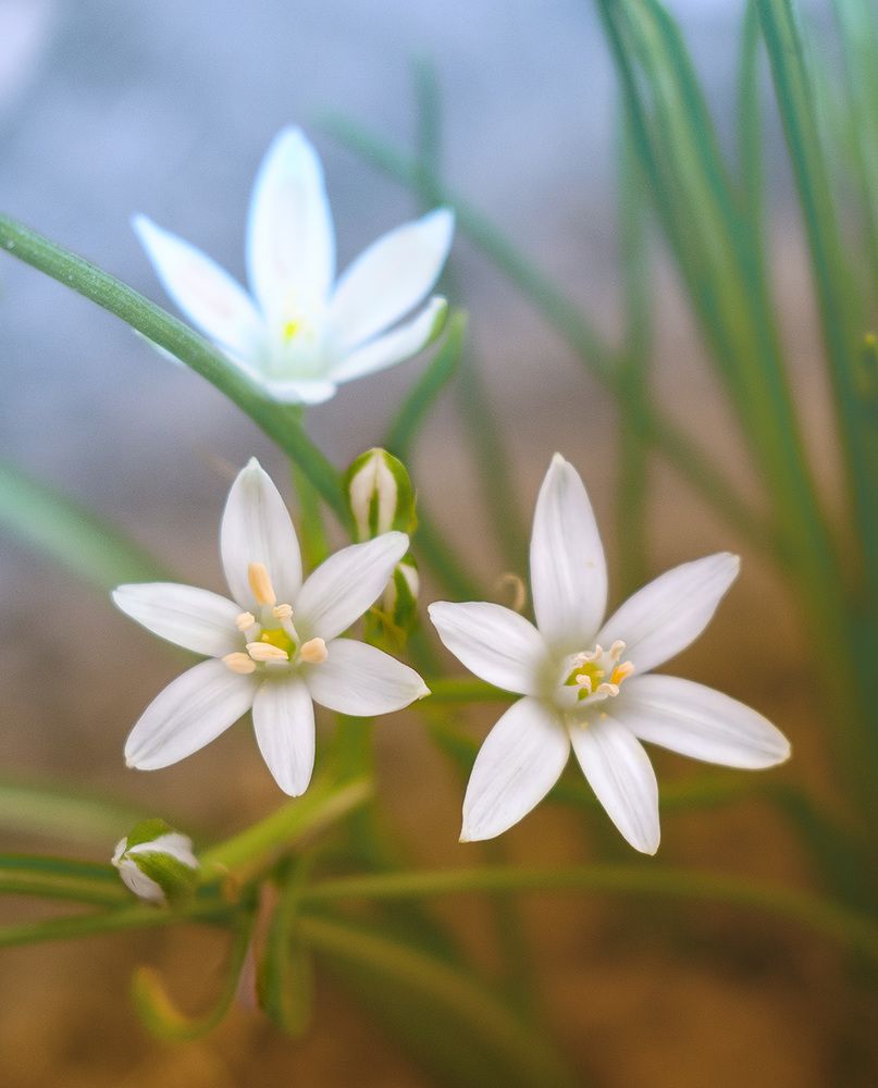 Photograph by Никанорова Ольга