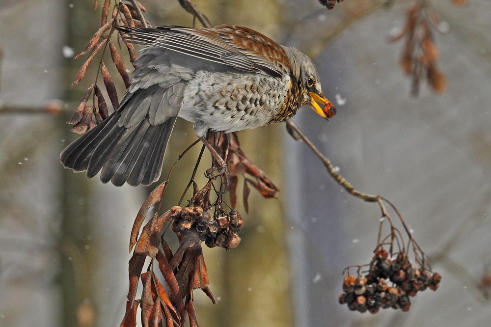 Зима на Заречной улице