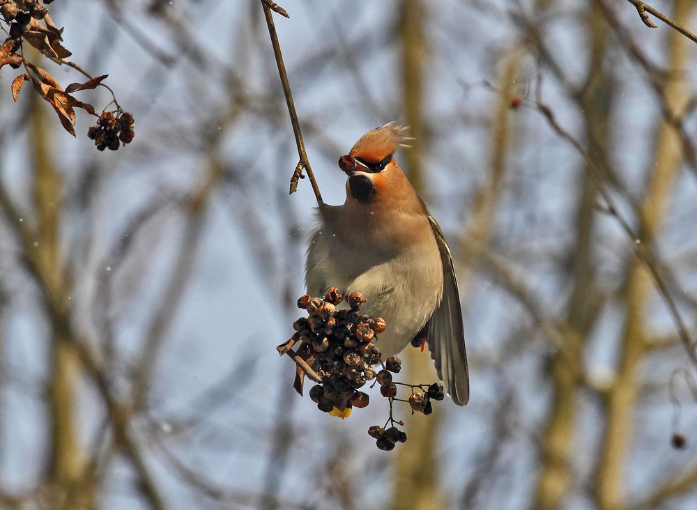Свиристель