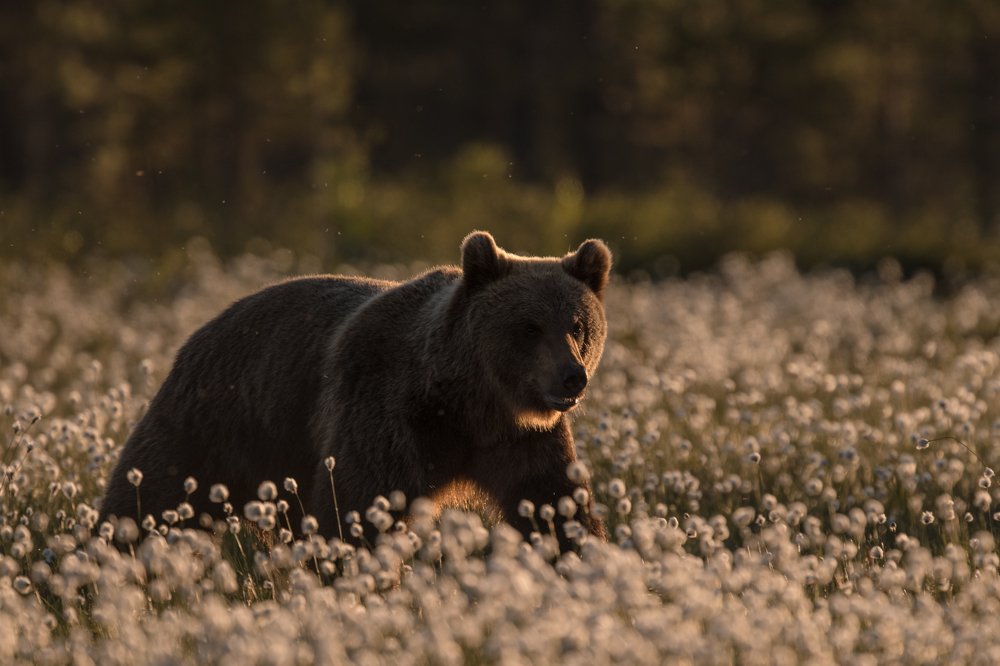 The Boss of the Taiga