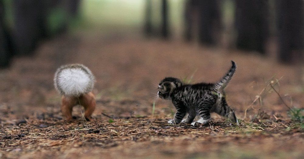 То ли белочка, то ли виденье