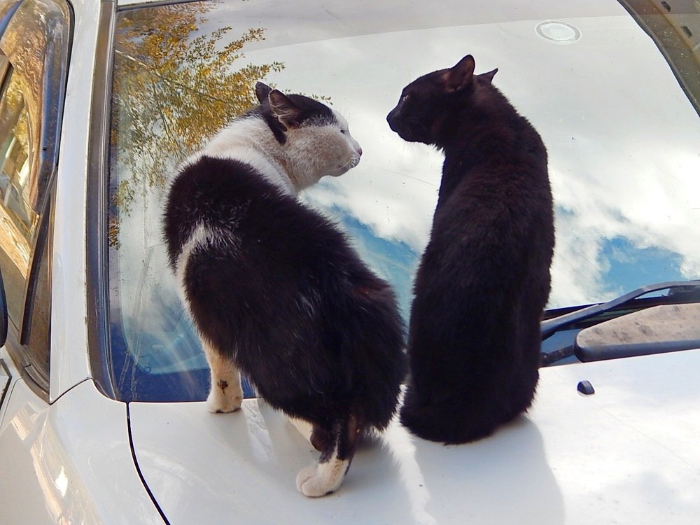 Дворовые коты