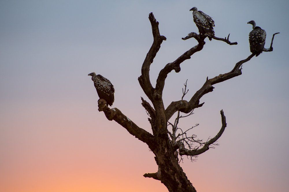 Грифы на закате у реки Мара