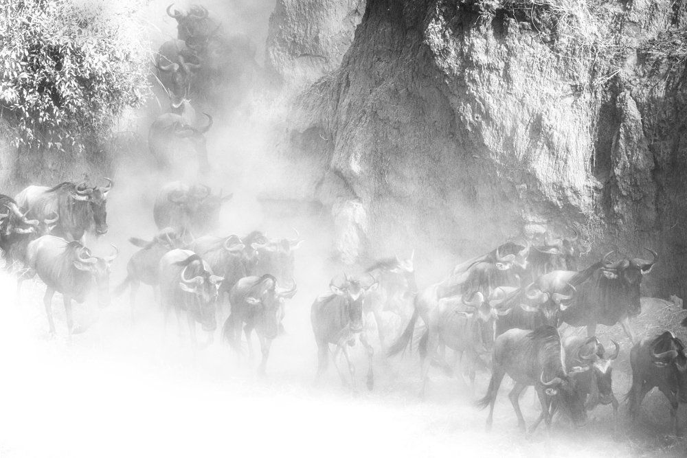 Великая Миграция в пыли