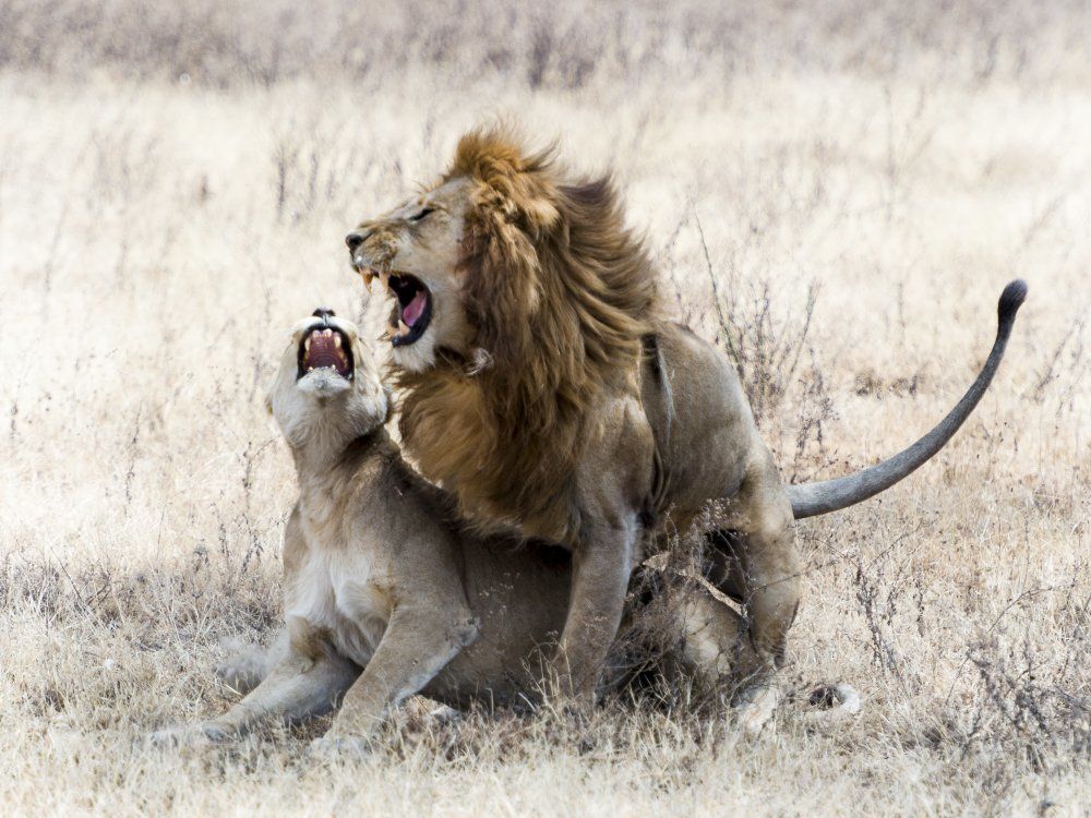 Львиная страсть