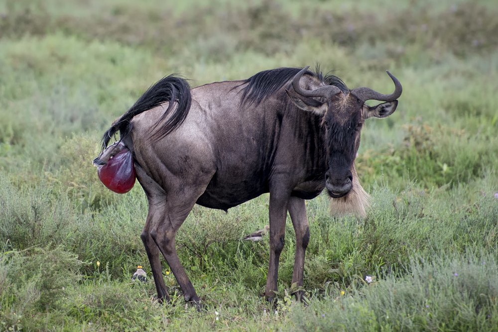 Магия рождения