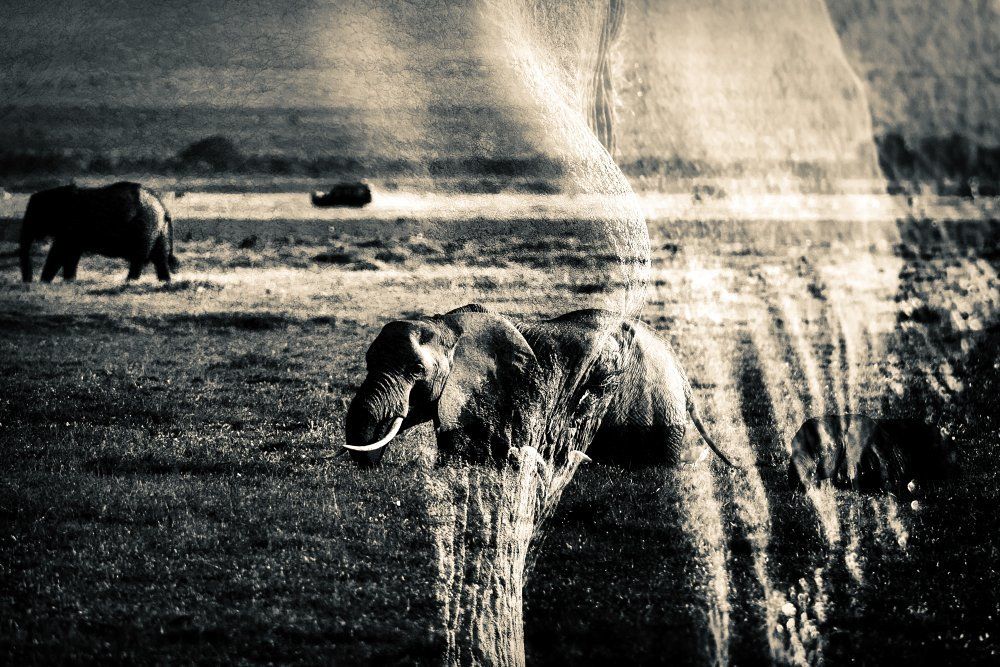 Эмблема Амбосели