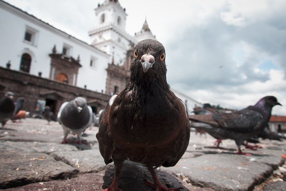 Любопытный голубь