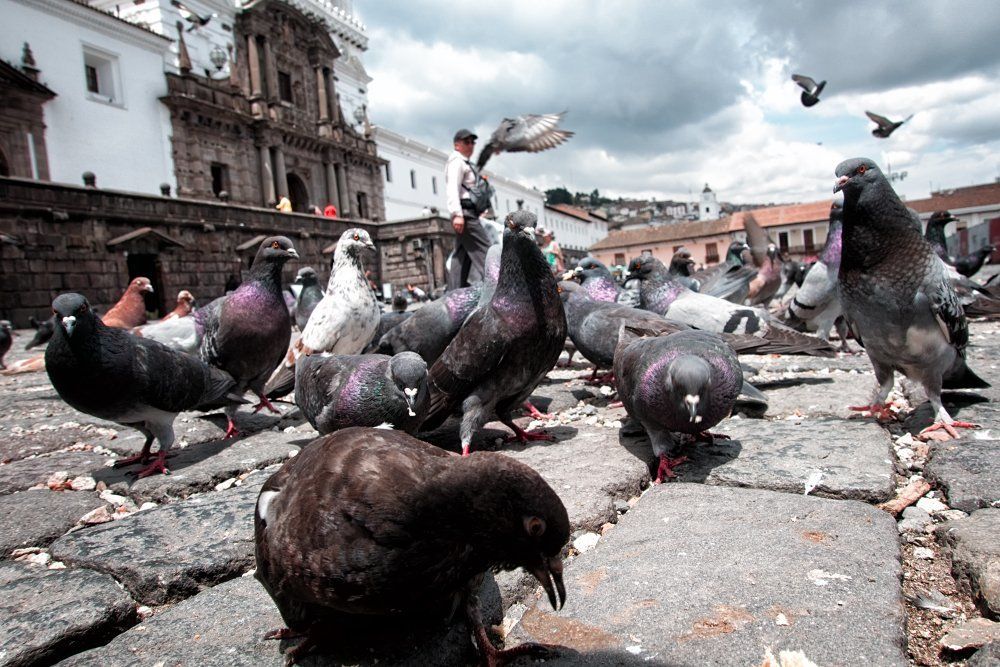 Подсматривая за жизнью города