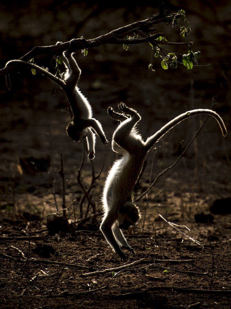 Утро с верветками