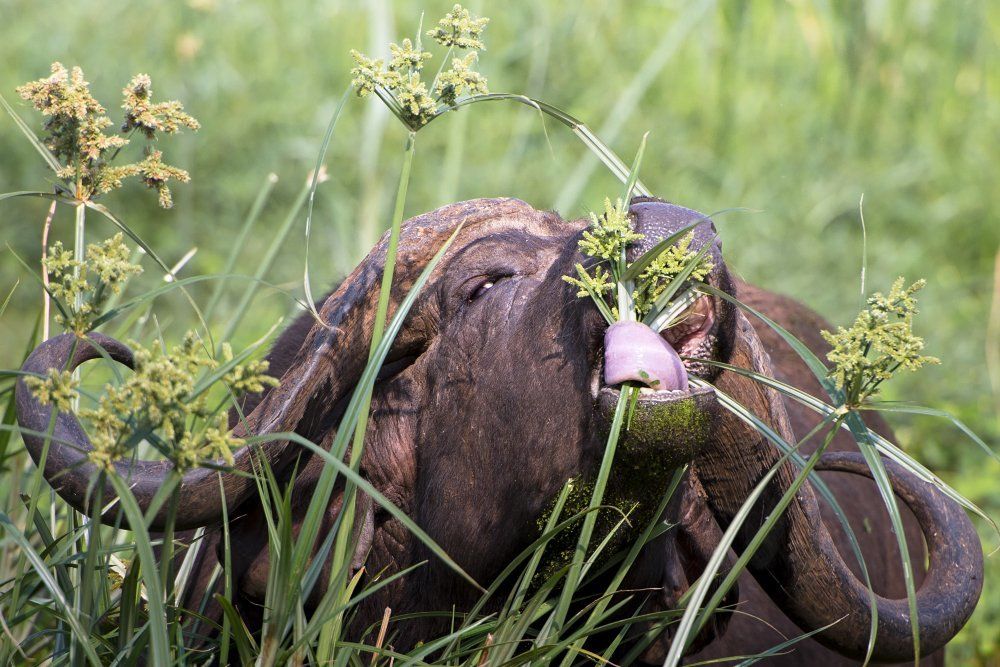 Букет от настоящего мужчины