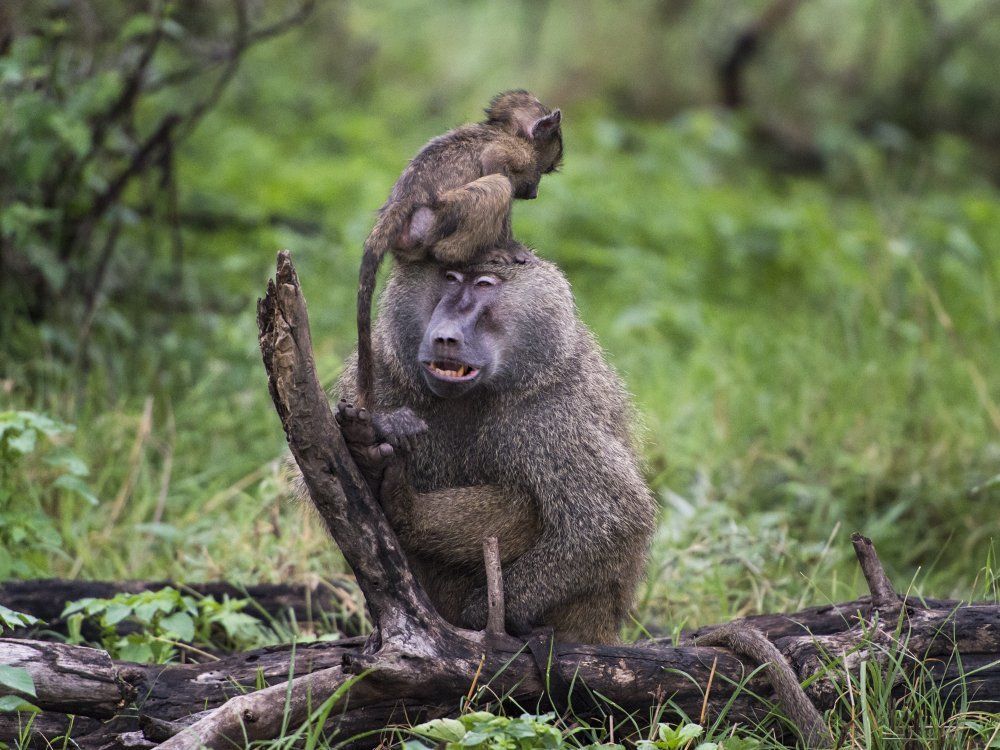 Безграничное терпение