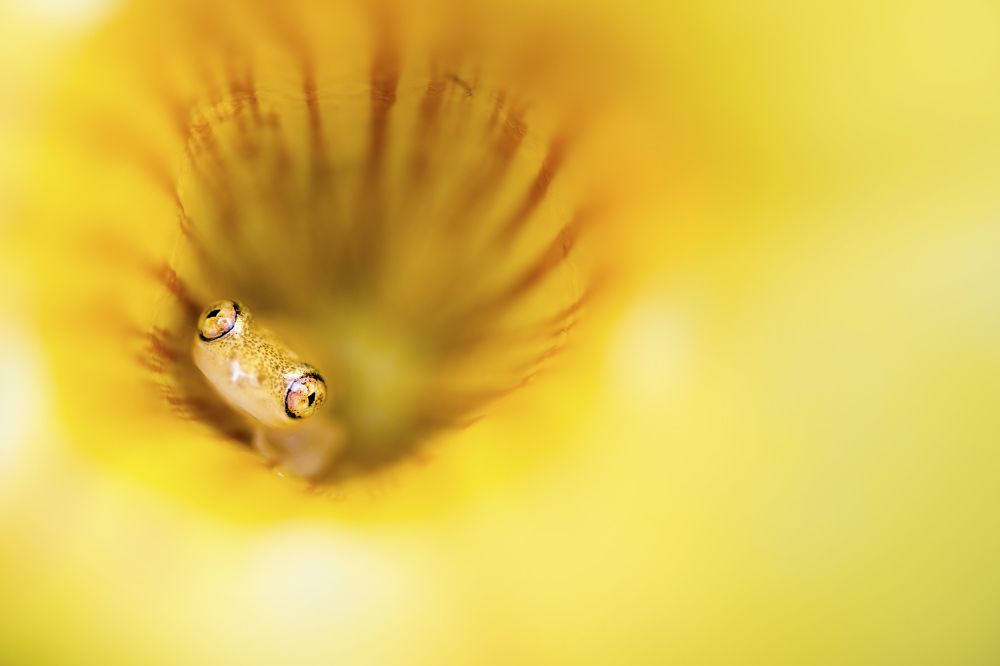 Крошка-лягушка