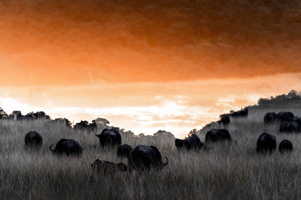 Закат с буйволами