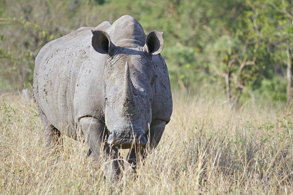 А ты быстро бегаешь, дружок?