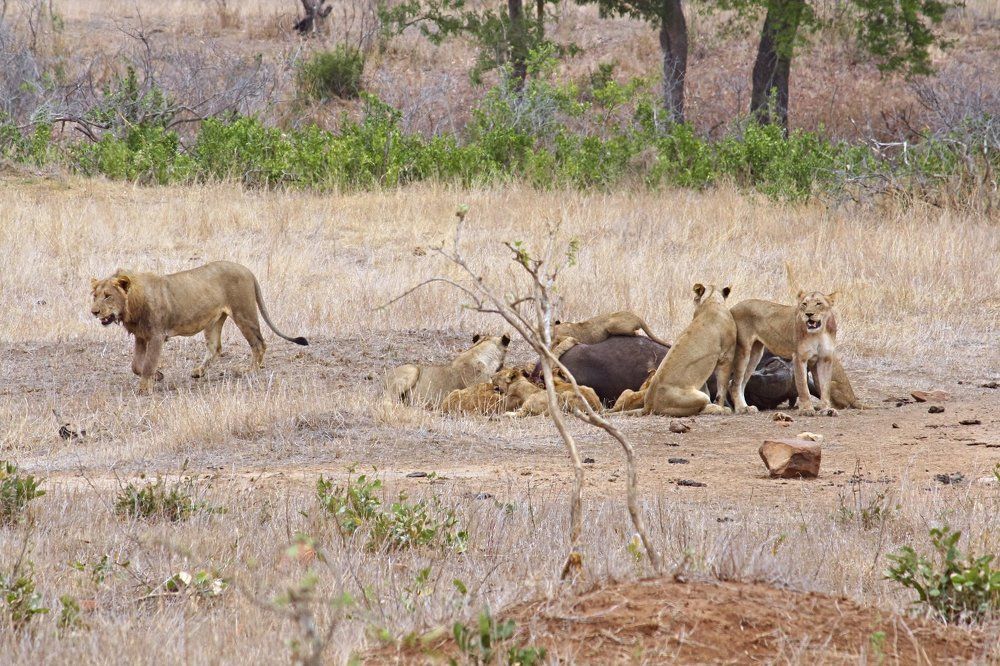 Добрая была охота