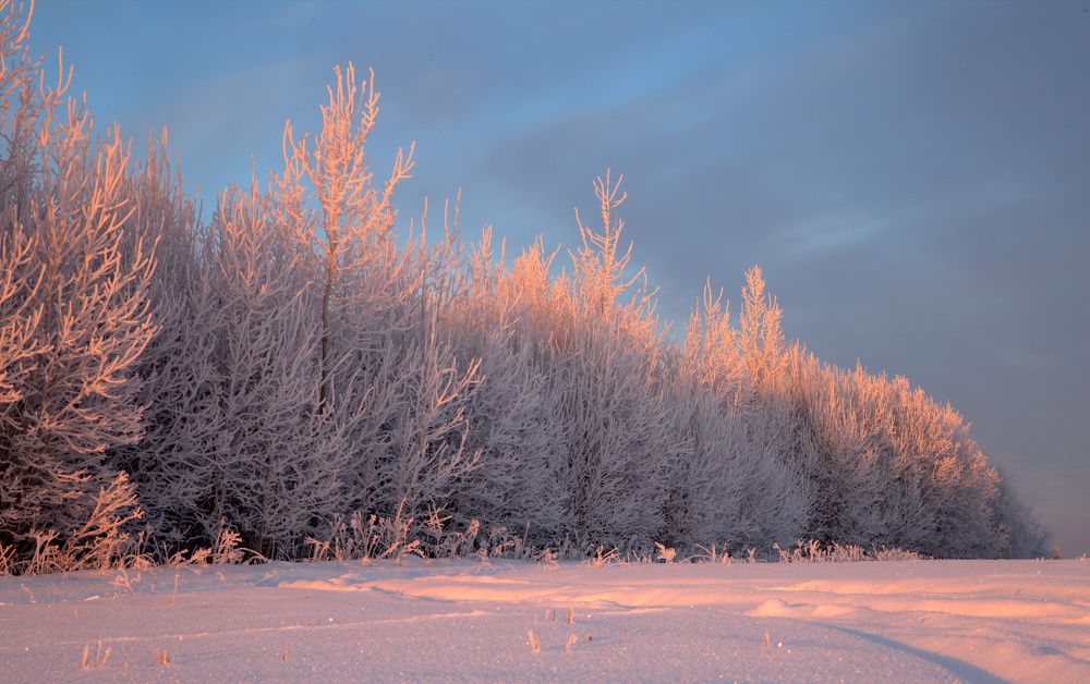 Дерево одежда