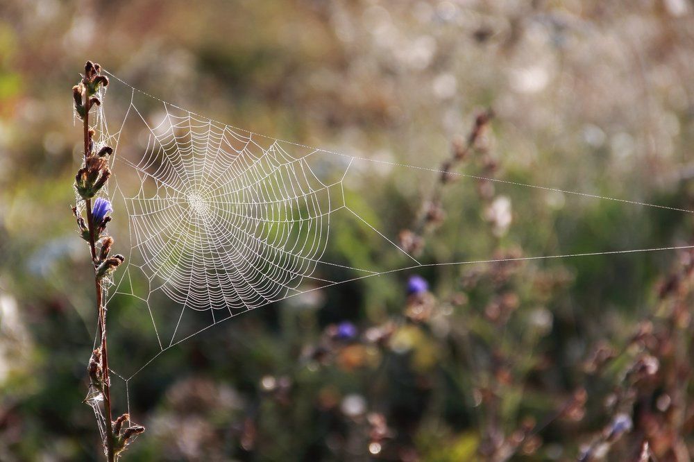 Август в паутинке