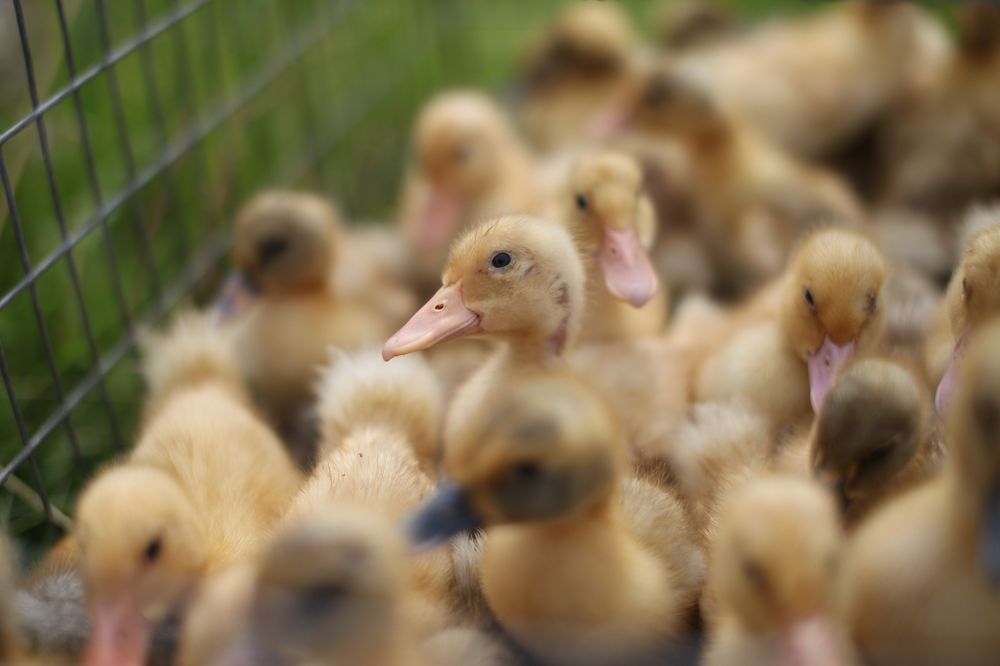 Photograph by Екатерина