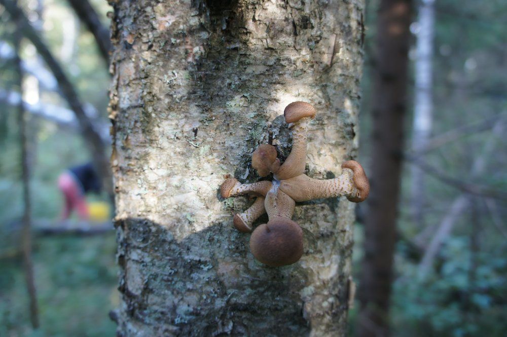 Photograph by Екатерина