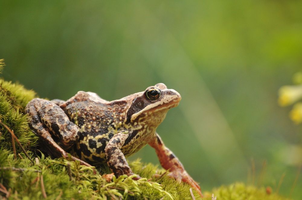 FROG