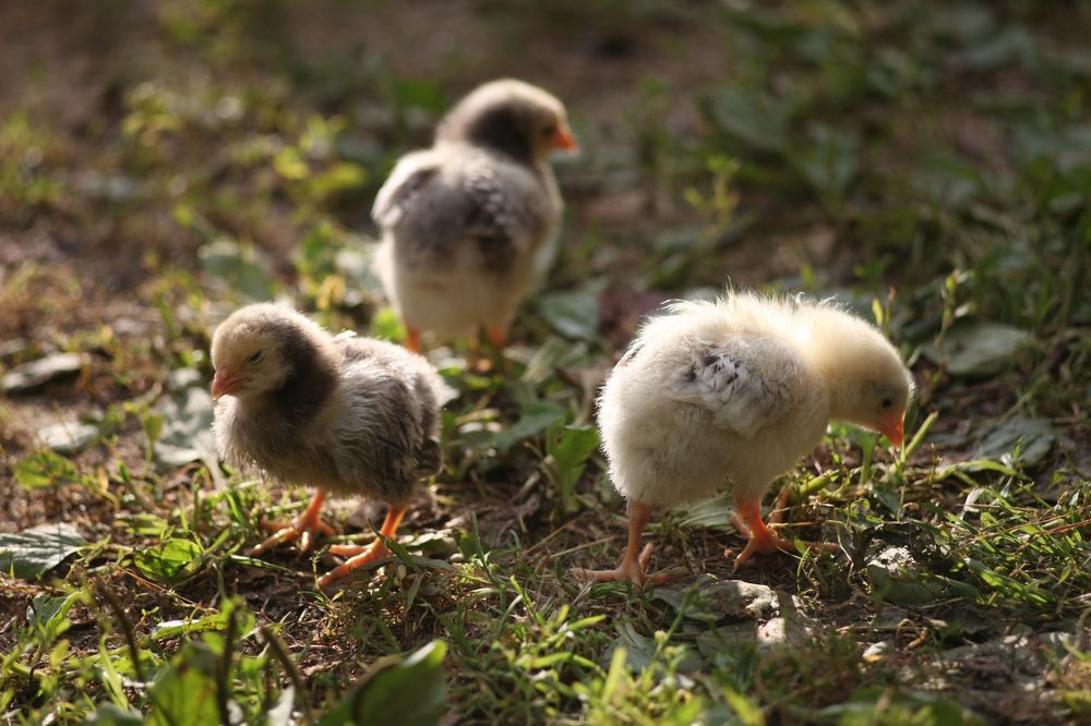 Photograph by Екатерина