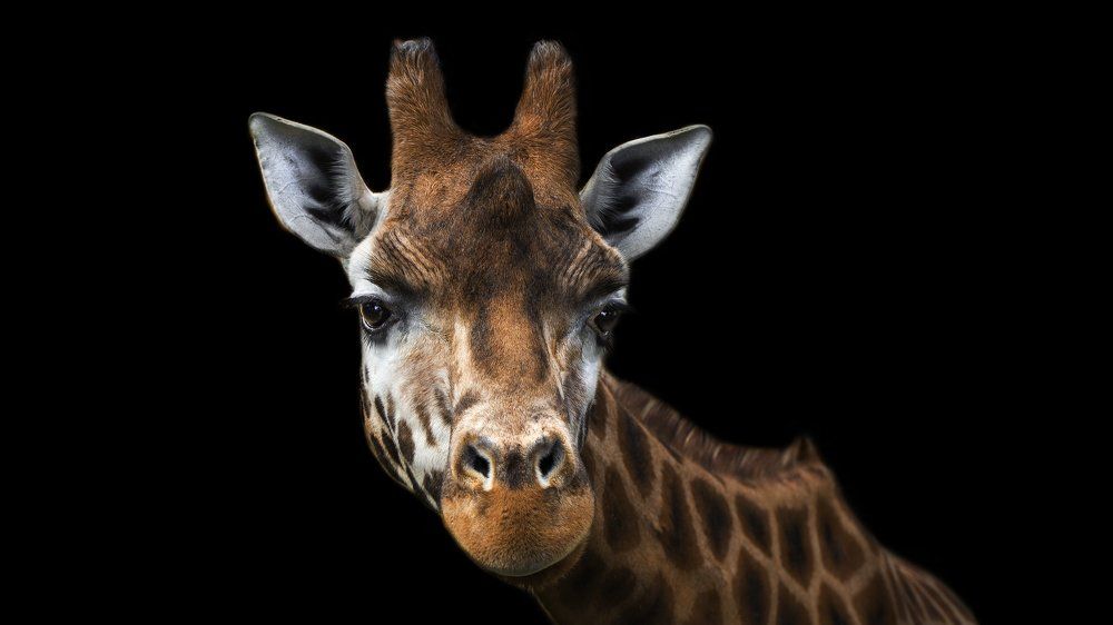 Жираф!