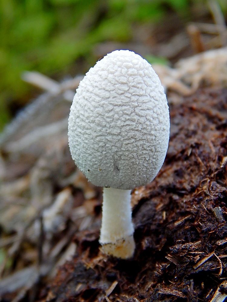 Поганка бледная