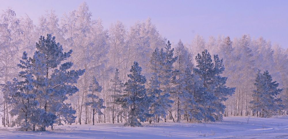 Инеем посеребрило.