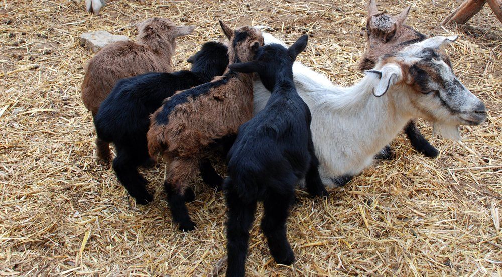 Mother with her children