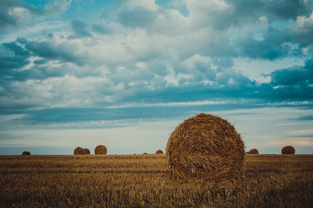 Сено в тюках.