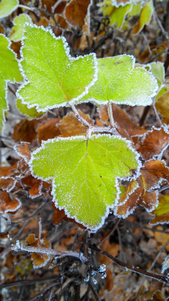 Первый морозец