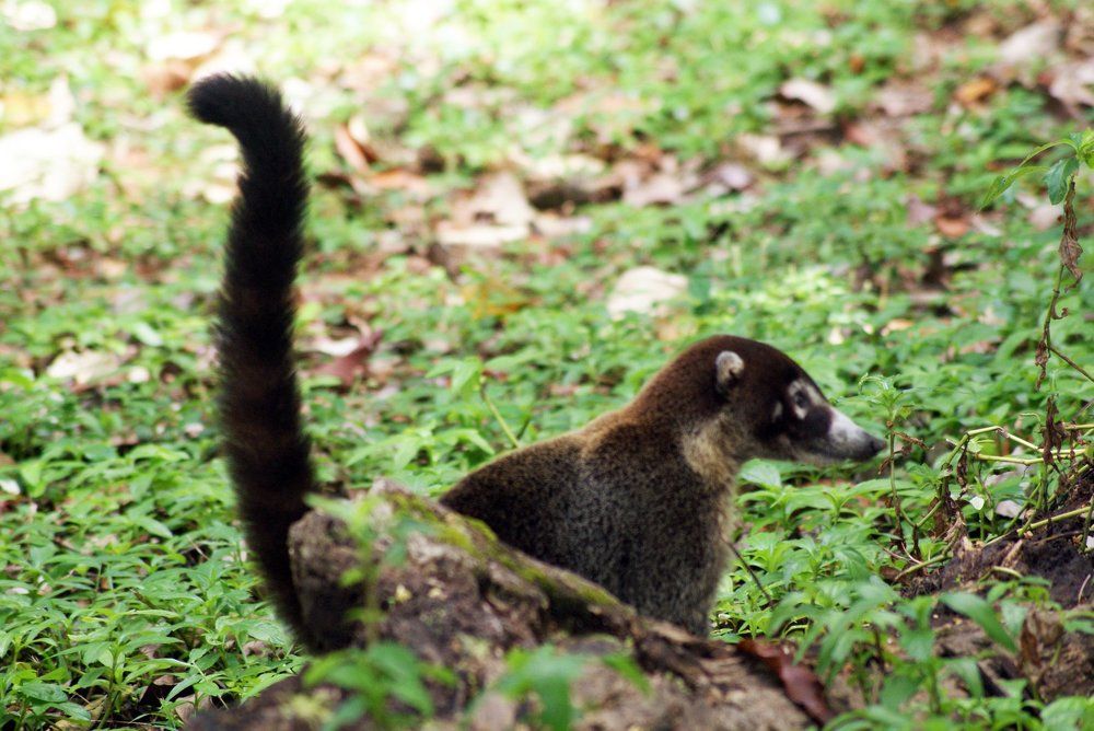 coati