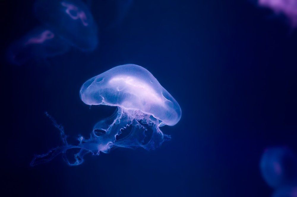 Медуза Аурелия