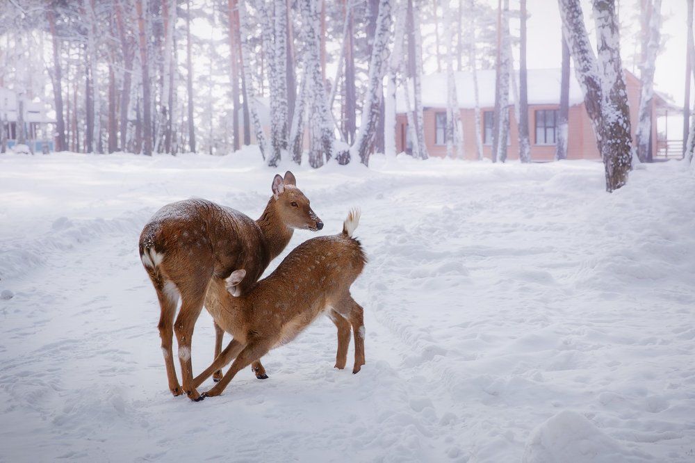 Фотография автора Ольга Строцкая
