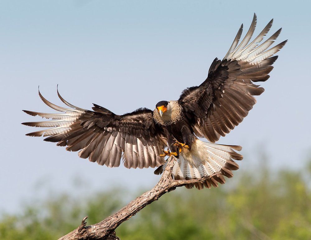 Каракара - Crested Caracara