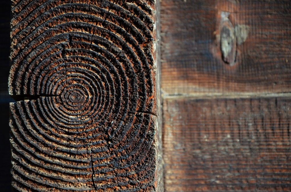 Древо времен...