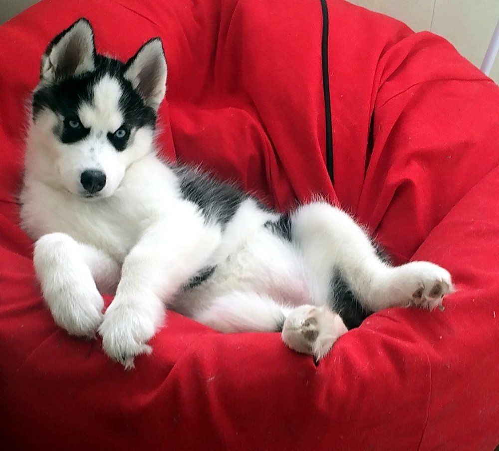 Маленькая, любимая Хася