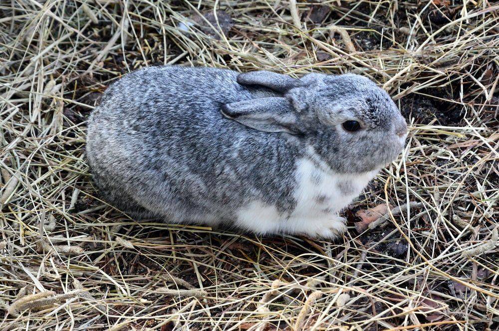 милый ушастик)))