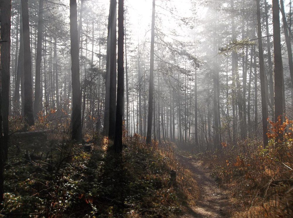 Горска пътека.