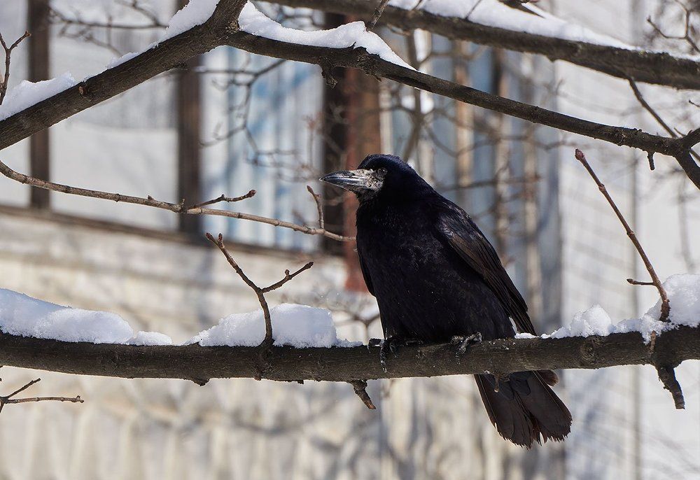 Гордая красавица