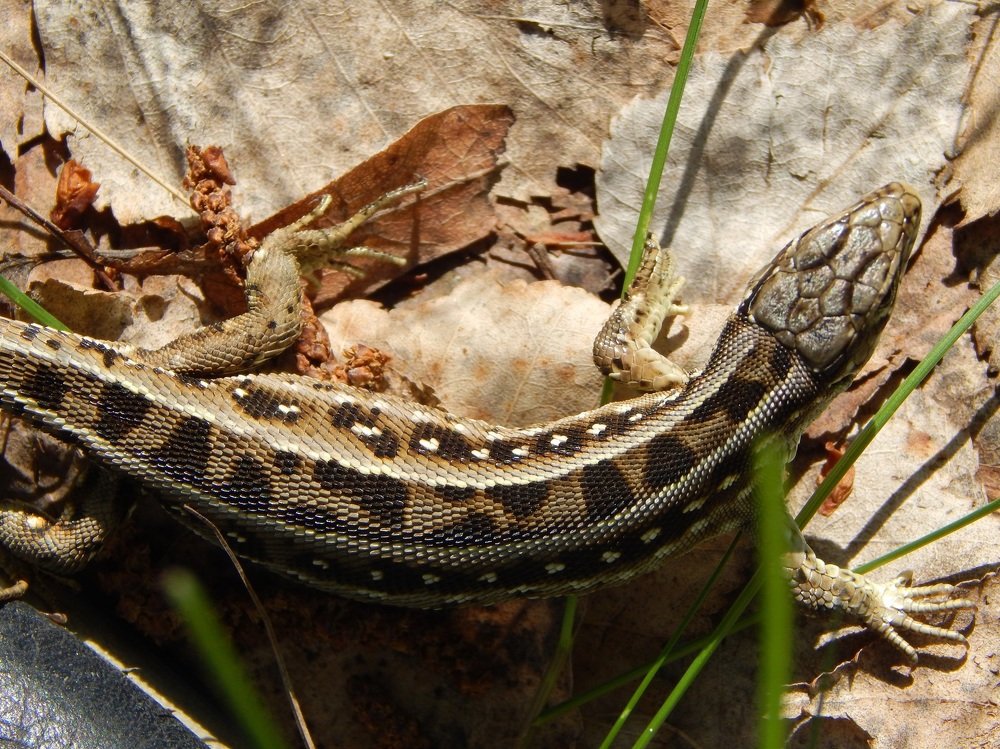 Фотография автора Станислав Компаниец