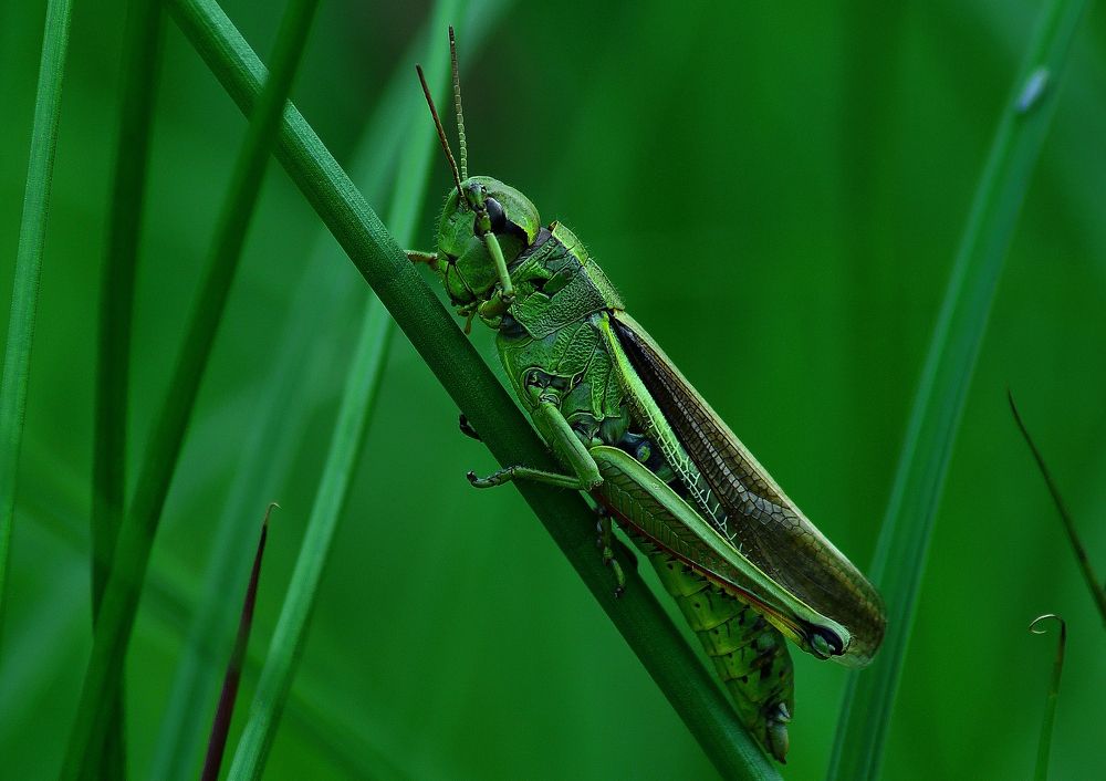 Photograph by Žanas Kalvaitis