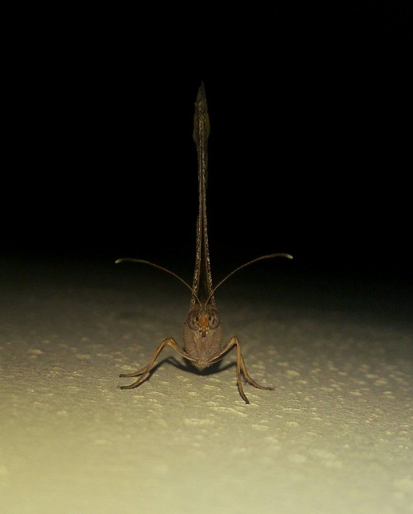 Yellow - Black Butterfly